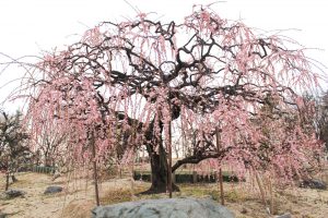 荒子公園（３月）梅まつり　呉羽しだれ　しだれ梅　名古屋市中川区の観光・撮影スポットの画像と写真