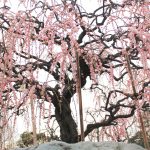 荒子公園（３月）梅まつり　呉羽しだれ　しだれ梅　名古屋市中川区の観光・撮影スポットの画像と写真