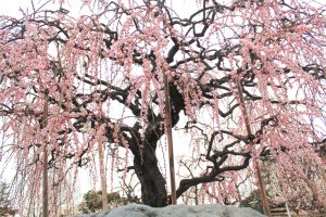 荒子公園（３月）梅まつり　呉羽しだれ　しだれ梅　名古屋市中川区の観光・撮影スポットの画像と写真