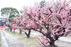 荒子公園（３月）梅まつり　しだれ梅　名古屋市中川区の観光・撮影スポットの画像と写真