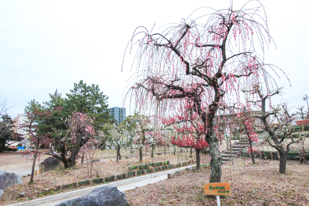 荒子公園（３月）梅まつり　しだれ梅　名古屋市中川区の観光・撮影スポットの画像と写真