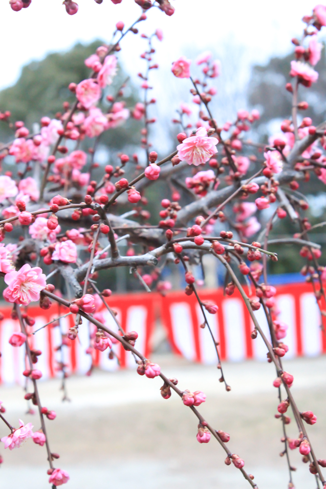 荒子公園（３月）梅まつり　しだれ梅　名古屋市中川区の観光・撮影スポットの画像と写真