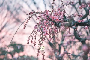 荒子公園（３月）梅まつり　しだれ梅　名古屋市中川区の観光・撮影スポットの画像と写真