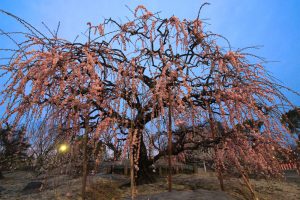 荒子公園（３月）梅まつり　呉羽しだれ　しだれ梅　名古屋市中川区の観光・撮影スポットの画像と写真