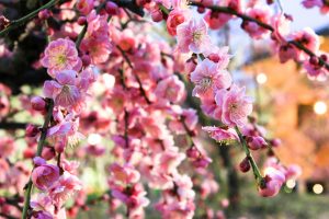 荒子公園（３月）梅まつり　夜景　しだれ梅　名古屋市中川区の観光・撮影スポットの画像と写真