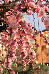 荒子公園（３月）梅まつり　夜景　しだれ梅　名古屋市中川区の観光・撮影スポットの画像と写真