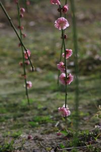 荒子公園（３月）梅まつり　夜景　しだれ梅　名古屋市中川区の観光・撮影スポットの画像と写真