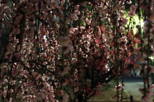 荒子公園（３月）梅まつり　夜景　しだれ梅　名古屋市中川区の観光・撮影スポットの画像と写真