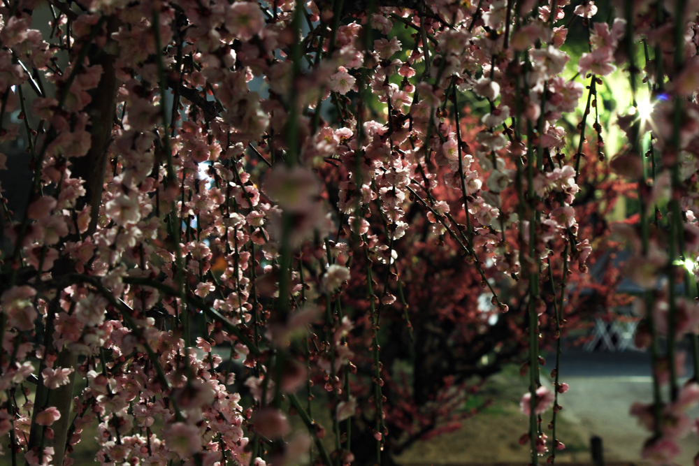 荒子公園（３月）梅まつり　夜景　しだれ梅　名古屋市中川区の観光・撮影スポットの画像と写真
