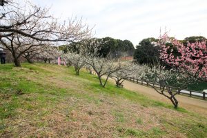 佐布里池の梅まつり　佐布里緑と花のふれあい公園（3月）梅林　愛知県知多市の観光・撮影スポットの画像と写真