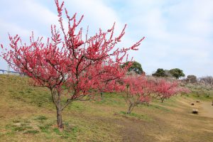 佐布里池の梅まつり　佐布里緑と花のふれあい公園（3月）梅林　愛知県知多市の観光・撮影スポットの画像と写真