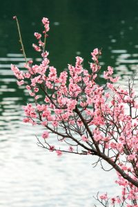 佐布里池の梅まつり　佐布里緑と花のふれあい公園（3月）梅林　愛知県知多市の観光・撮影スポットの画像と写真