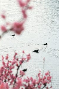 佐布里池の梅まつり　佐布里緑と花のふれあい公園（3月）梅林　愛知県知多市の観光・撮影スポットの画像と写真