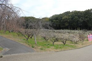 佐布里池の梅まつり　佐布里緑と花のふれあい公園（3月）梅林　愛知県知多市の観光・撮影スポットの画像と写真