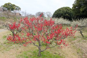 佐布里池の梅まつり　佐布里緑と花のふれあい公園（3月）梅林　愛知県知多市の観光・撮影スポットの画像と写真