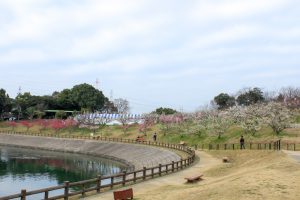 佐布里池の梅まつり　佐布里緑と花のふれあい公園（3月）梅林　愛知県知多市の観光・撮影スポットの画像と写真