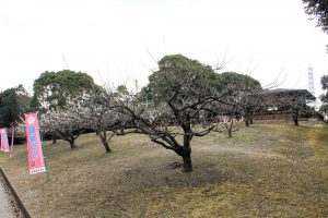 佐布里池の梅まつり　佐布里緑と花のふれあい公園（3月）梅林　愛知県知多市の観光・撮影スポットの画像と写真