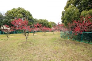 佐布里池の梅まつり　佐布里緑と花のふれあい公園（3月）梅林　愛知県知多市の観光・撮影スポットの画像と写真