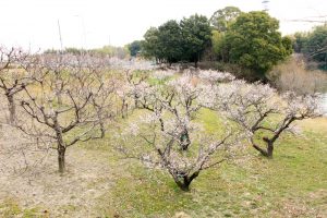 佐布里池の梅まつり　佐布里緑と花のふれあい公園（3月）梅林　愛知県知多市の観光・撮影スポットの画像と写真