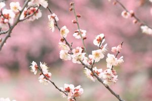 佐布里池の梅まつり　佐布里緑と花のふれあい公園（3月）梅林　愛知県知多市の観光・撮影スポットの画像と写真