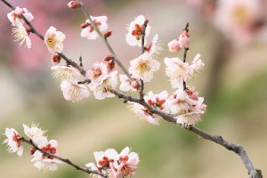 佐布里池の梅まつり　佐布里緑と花のふれあい公園（3月）梅林　愛知県知多市の観光・撮影スポットの画像と写真