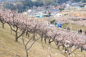 佐布里池の梅まつり　佐布里緑と花のふれあい公園（3月）梅林　愛知県知多市の観光・撮影スポットの画像と写真