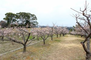 佐布里池の梅まつり　佐布里緑と花のふれあい公園（3月）梅林　愛知県知多市の観光・撮影スポットの画像と写真