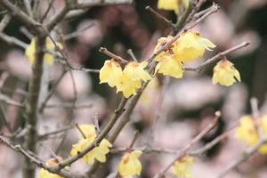 佐布里池の梅まつり　佐布里緑と花のふれあい公園（3月）梅林　愛知県知多市の観光・撮影スポットの画像と写真