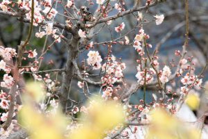 佐布里池の梅まつり　佐布里緑と花のふれあい公園（3月）梅林　愛知県知多市の観光・撮影スポットの画像と写真