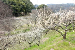 佐布里池の梅まつり　佐布里緑と花のふれあい公園（3月）梅林　愛知県知多市の観光・撮影スポットの画像と写真