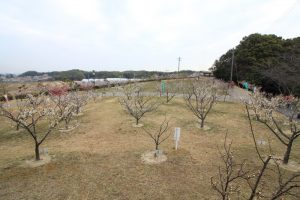 佐布里池の梅まつり　佐布里緑と花のふれあい公園（3月）梅林　愛知県知多市の観光・撮影ス佐布里池の梅まつり　佐布里緑と花のふれあい公園（3月）梅林　愛知県知多市の観光・撮影スポットの画像と写真