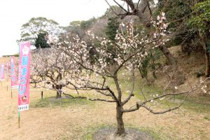 佐布里池の梅まつり　佐布里緑と花のふれあい公園（3月）梅林　愛知県知多市の観光・撮影スポットの画像と写真