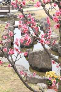 佐布里池の梅まつり　佐布里緑と花のふれあい公園（3月）梅林　愛知県知多市の観光・撮影スポットの画像と写真