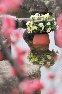 佐布里池の梅まつり　佐布里緑と花のふれあい公園（3月）梅林　愛知県知多市の観光・撮影スポットの画像と写真