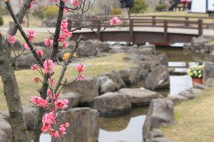 佐布里池の梅まつり　佐布里緑と花のふれあい公園（3月）梅林　愛知県知多市の観光・撮影スポットの画像と写真