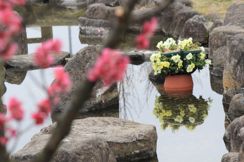佐布里池佐布里池の梅まつり　佐布里緑と花のふれあい公園（3月）梅林　愛知県知多市の観光・撮影スポットの画像と写真