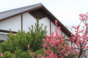 佐布里池の梅まつり　佐布里緑と花のふれあい公園（3月）梅林　愛知県知多市の観光・撮影スポットの画像と写真