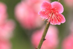 佐布里池の梅まつり　佐布里緑と花のふれあい公園（3月）梅林　愛知県知多市の観光・撮影スポットの画像と写真