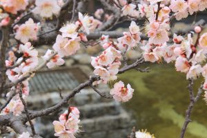 佐布里池の梅まつり　佐布里緑と花のふれあい公園（3月）梅林　愛知県知多市の観光・撮影スポットの画像と写真