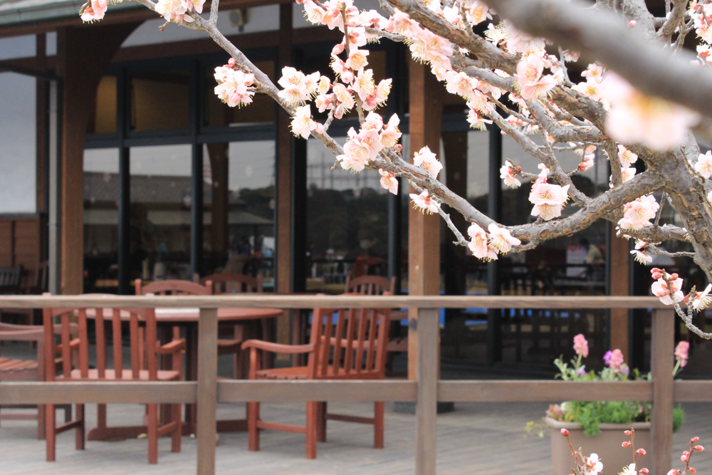 佐布里池の梅まつり　佐布里緑と花のふれあい公園（3月）梅林　愛知県知多市の観光・撮影スポットの画像と写真