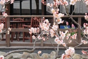 佐布里池の梅まつり　佐布里緑と花のふれあい公園（3月）梅林　愛知県知多市の観光・撮影スポットの画像と写真