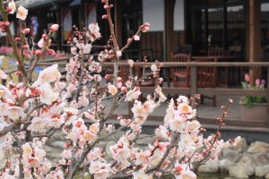 佐布里池の梅まつり　佐布里緑と花のふれあい公園（3月）梅林　愛知県知多市の観光・撮影スポットの画像と写真