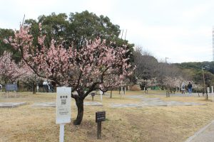 佐布里池の梅まつり　佐布里緑と花のふれあい公園（3月）梅林　愛知県知多市の観光・撮影スポットの画像と写真