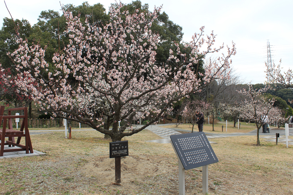 佐布里池の梅まつり　佐布里緑と花のふれあい公園（3月）梅林　愛知県知多市の観光・撮影スポットの画像と写真