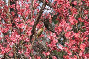 志賀公園（３月）梅　メジロ　名古屋市北区の観光・撮影スポットの画像と写真　