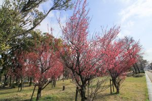 志賀公園（３月）梅　名古屋市北区の観光・撮影スポットの画像と写真　