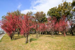志賀公園（３月）梅　名古屋市北区の観光・撮影スポットの画像と写真　