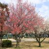 志賀公園（３月）梅　名古屋市北区の観光・撮影スポットの画像と写真　