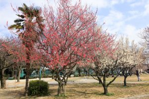 志賀公園（３月）梅　名古屋市北区の観光・撮影スポットの画像と写真　
