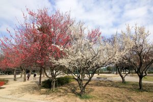 志賀公園（３月）梅　名古屋市北区の観光・撮影スポットの画像と写真　